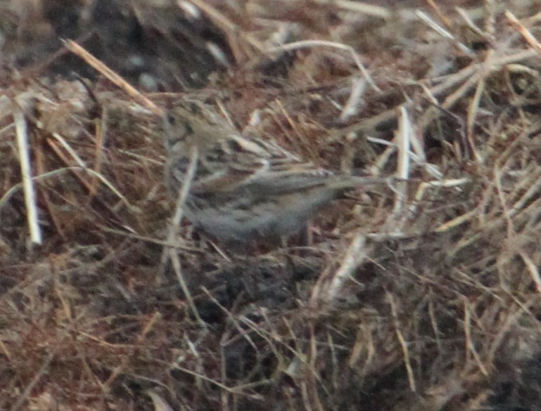 Lapland Longspur - ML273599981