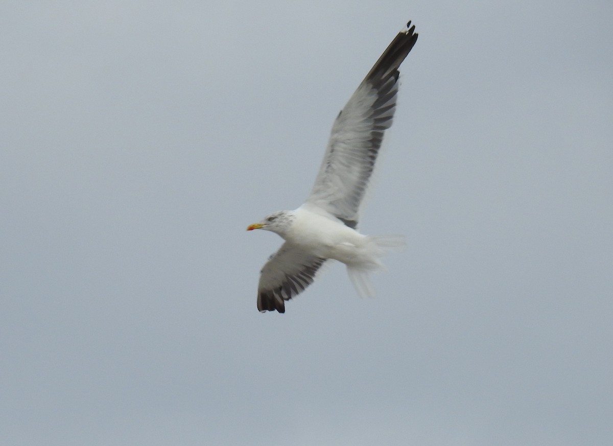 Lesser Black-backed Gull - Chris Coxson