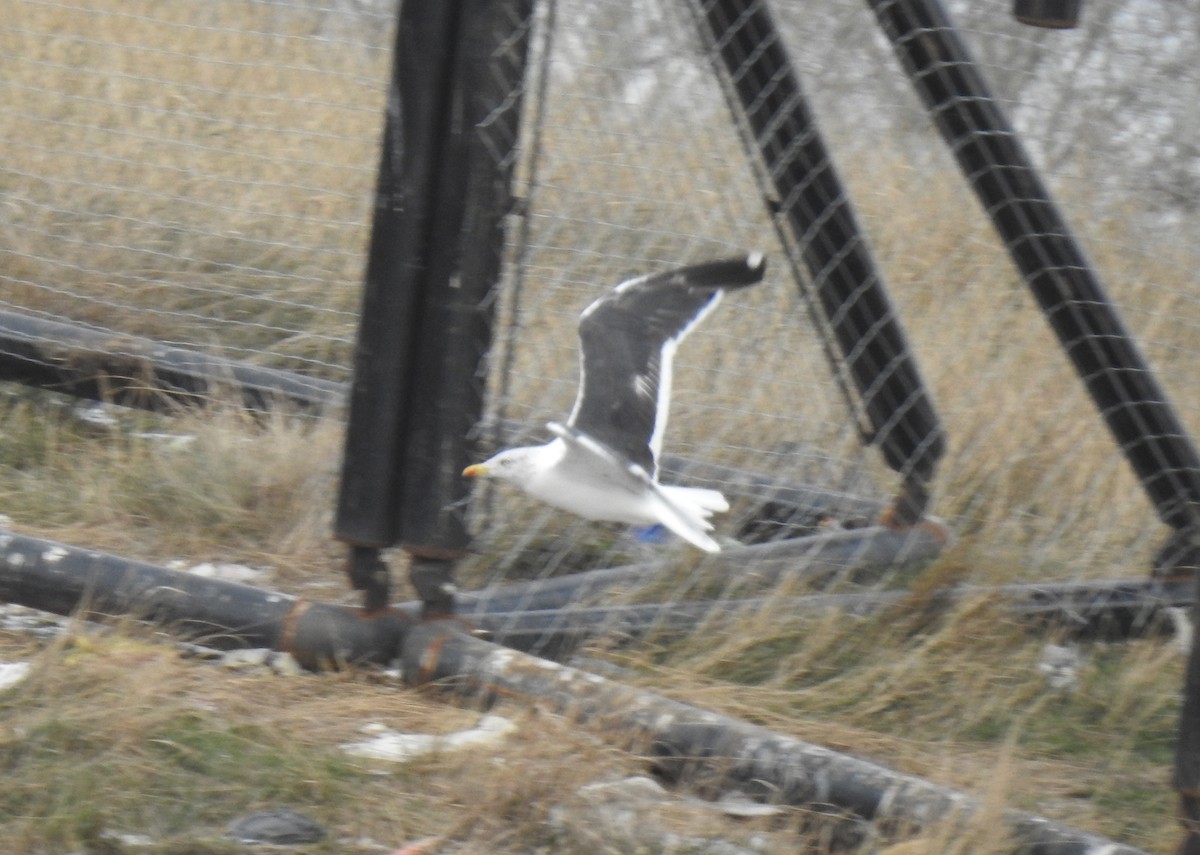 Lesser Black-backed Gull - ML273601491