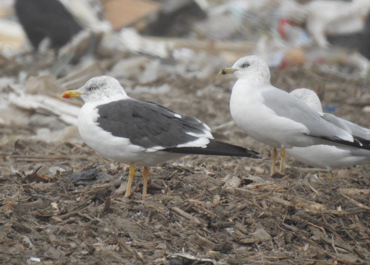 Lesser Black-backed Gull - ML273601501