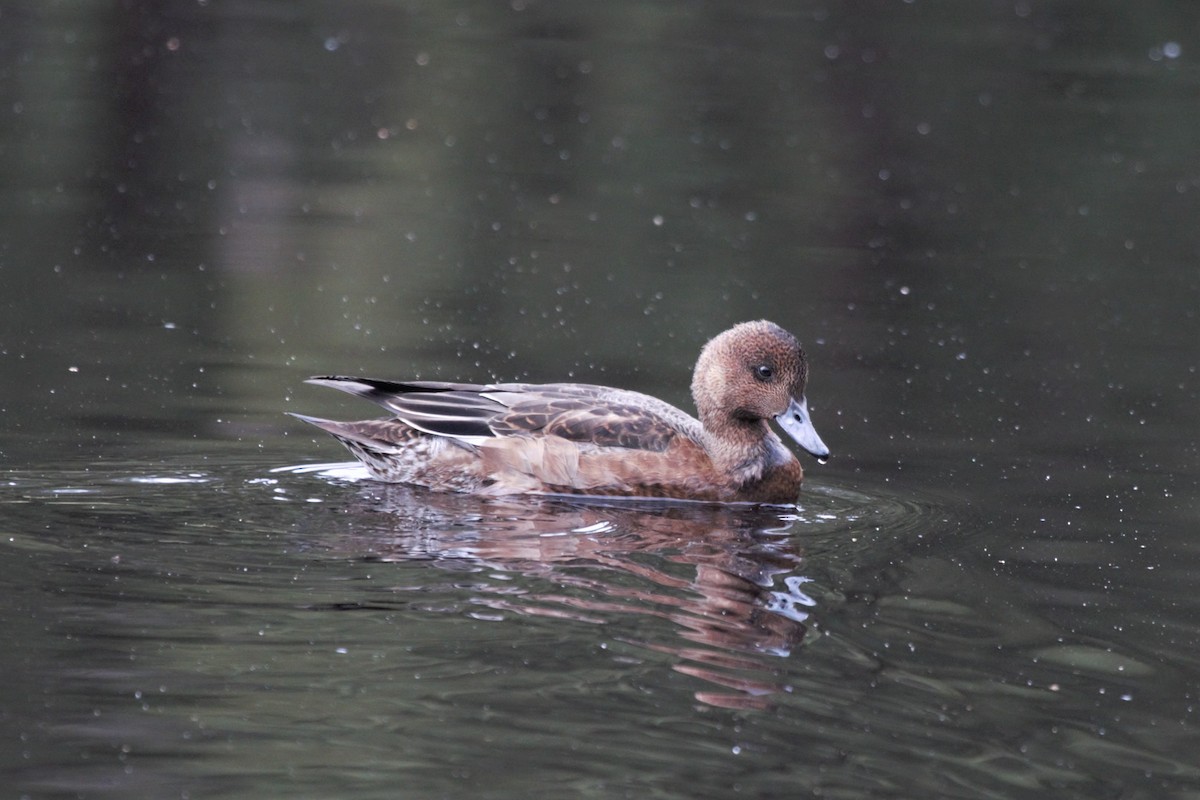 Eurasian Wigeon - Jonathan Plissner