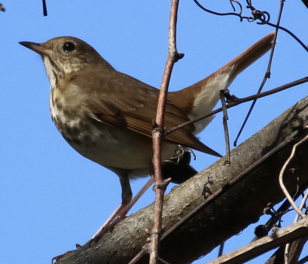 Hermit Thrush - ML273603951