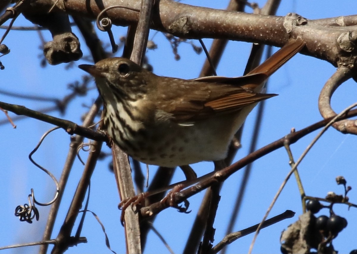 Hermit Thrush - ML273603961