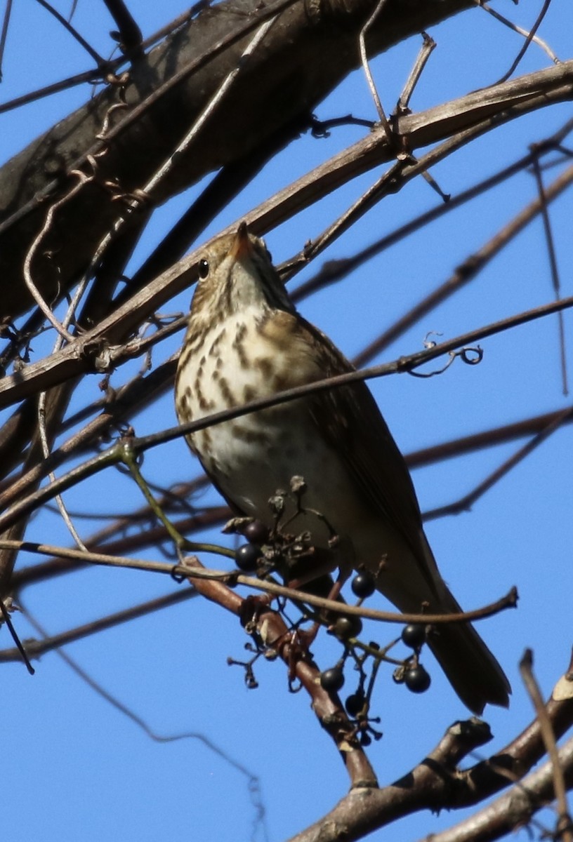 Hermit Thrush - ML273603971