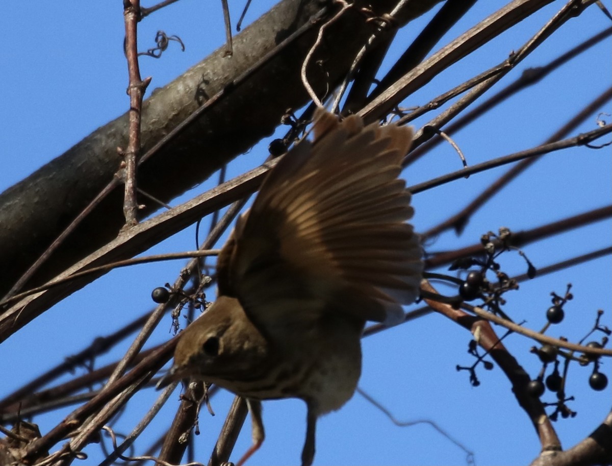 Hermit Thrush - ML273603981