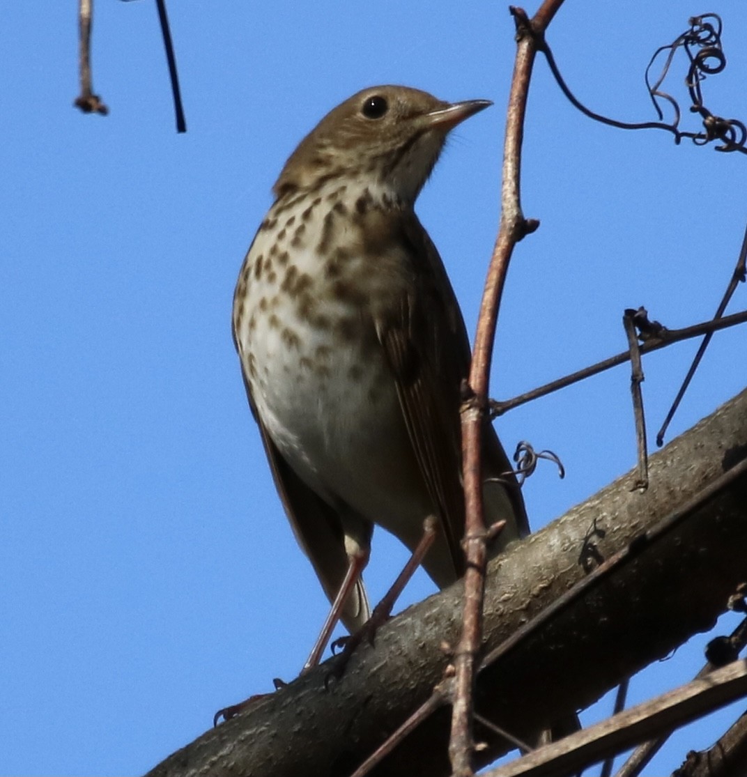 Hermit Thrush - ML273604011