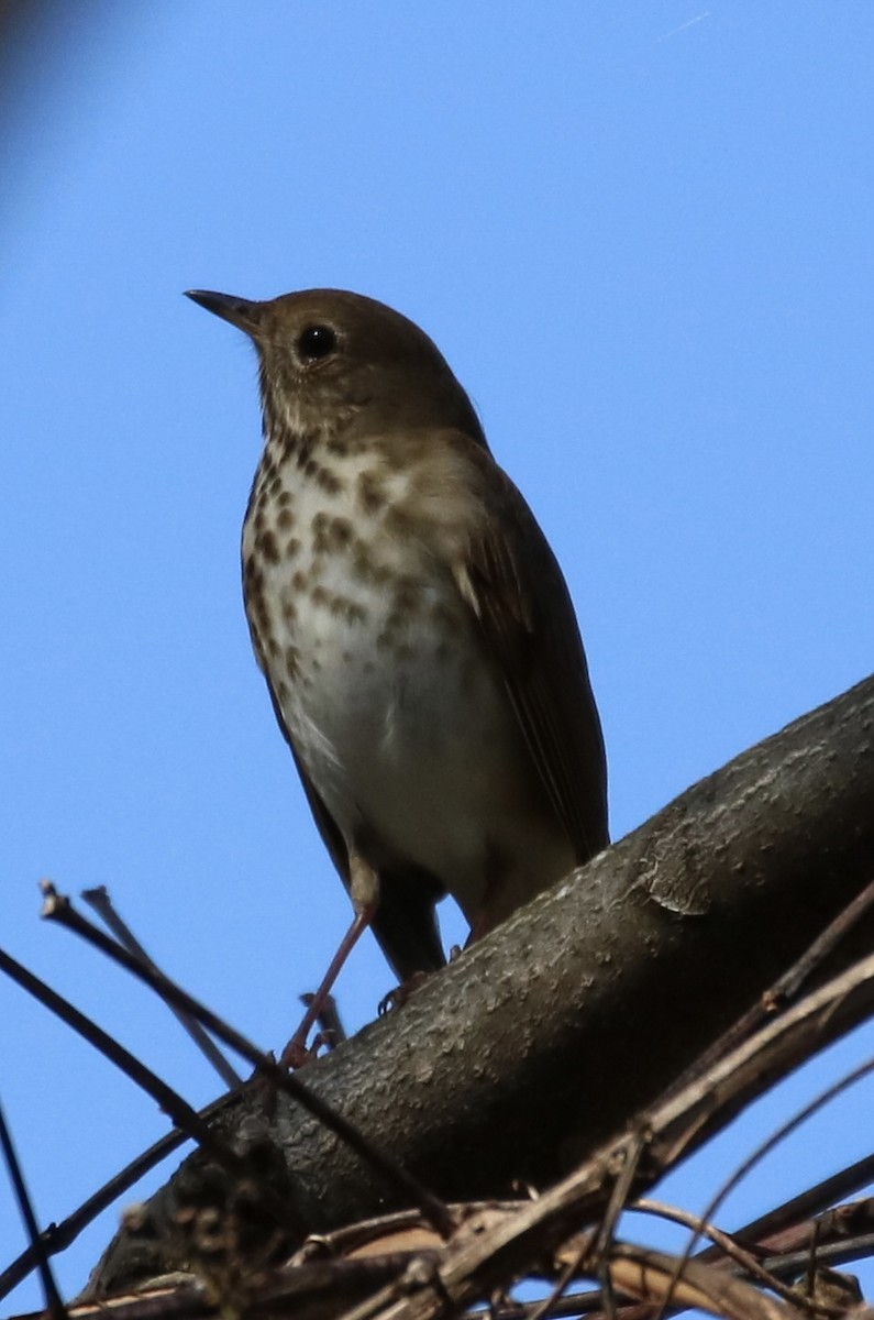 Hermit Thrush - Kelly Krechmer