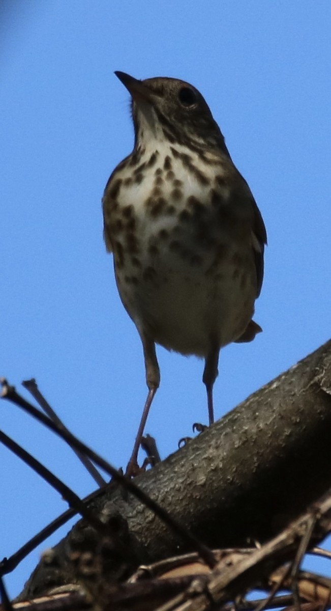 Hermit Thrush - ML273604031