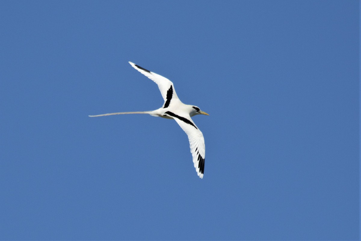 White-tailed Tropicbird - ML273604371