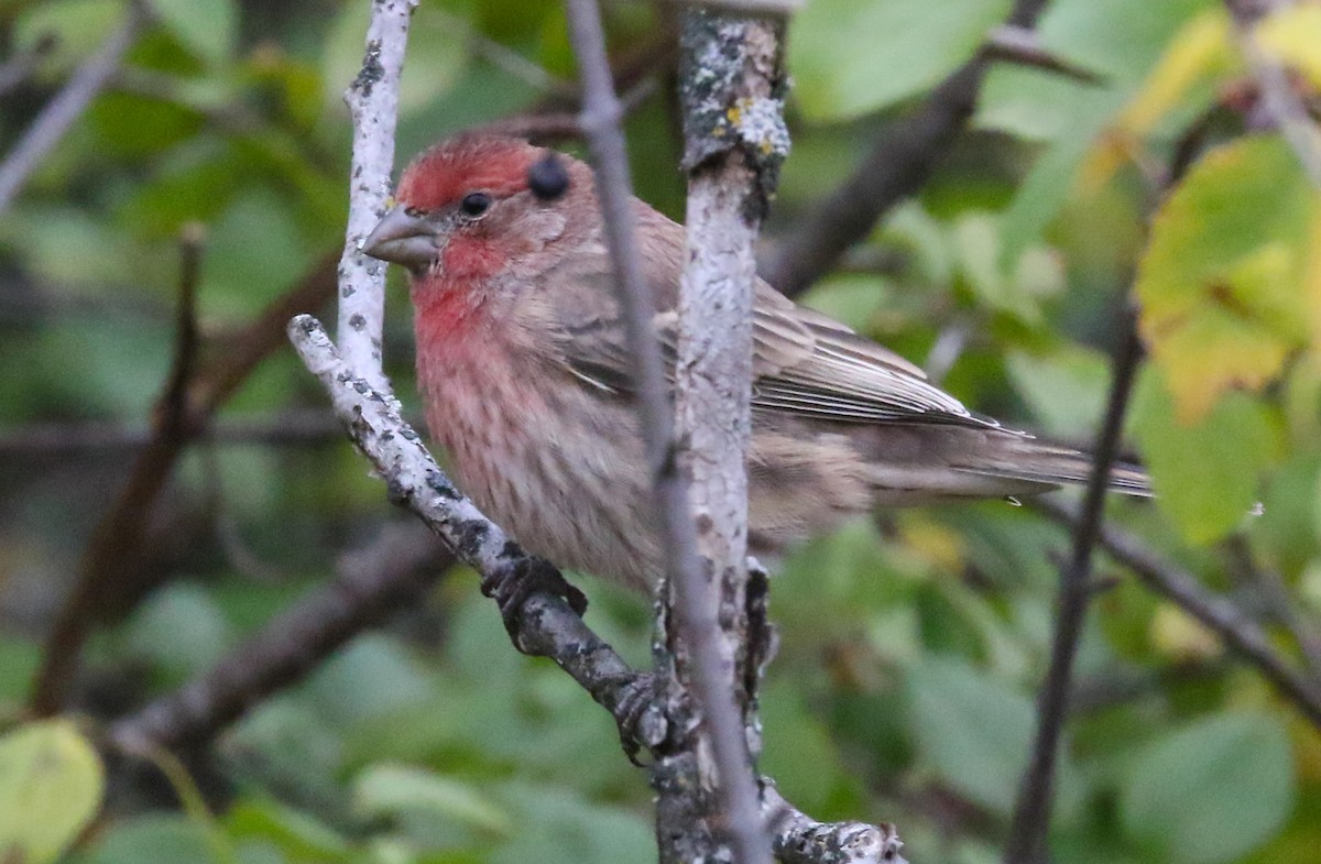 House Finch - ML273605621