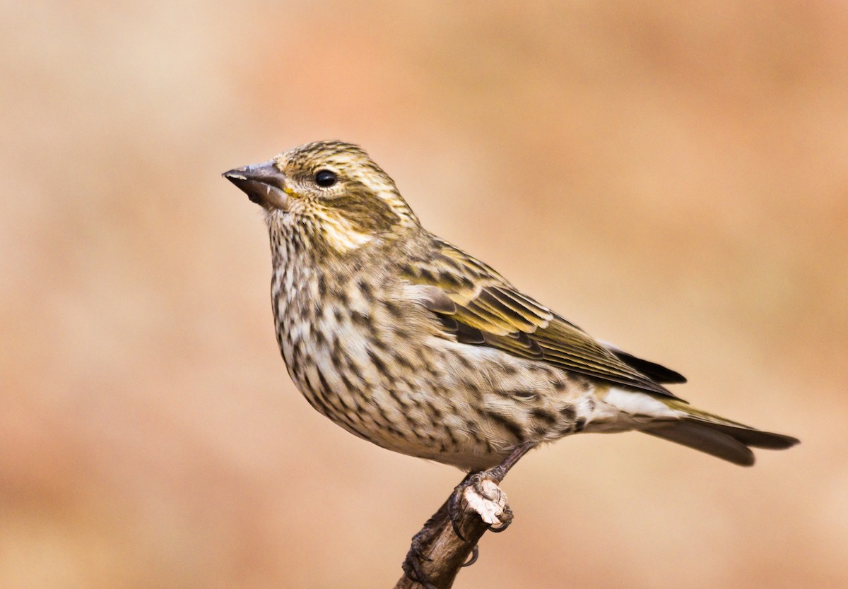 Cassin's Finch - ML273606001