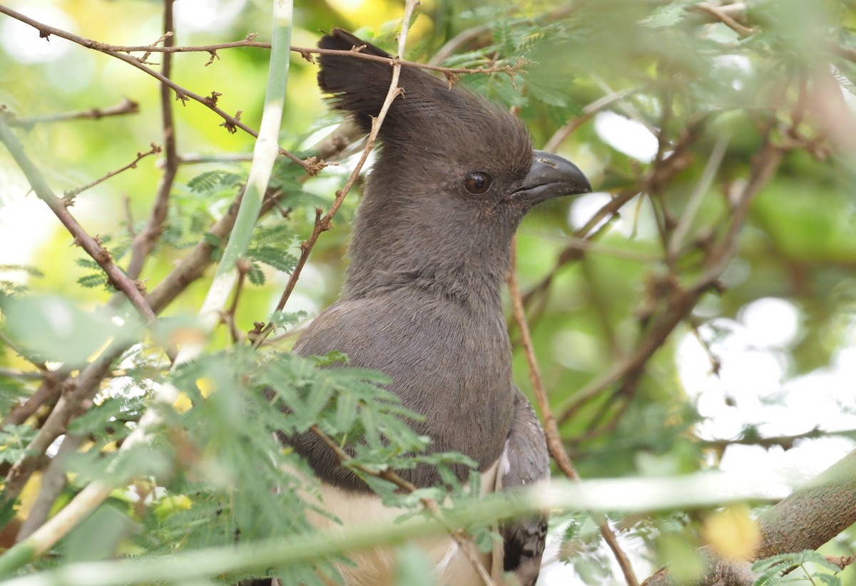 White-bellied Go-away-bird - Stephan Lorenz