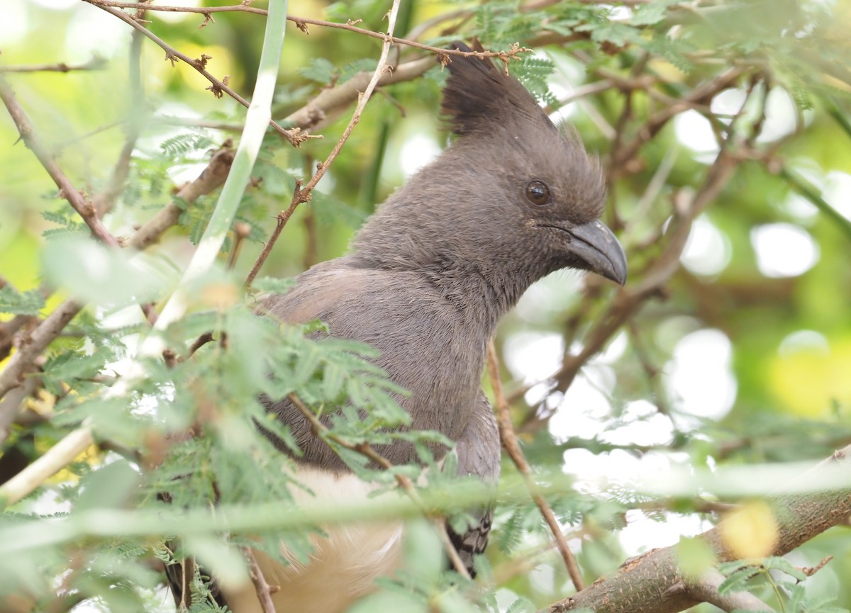 White-bellied Go-away-bird - Stephan Lorenz