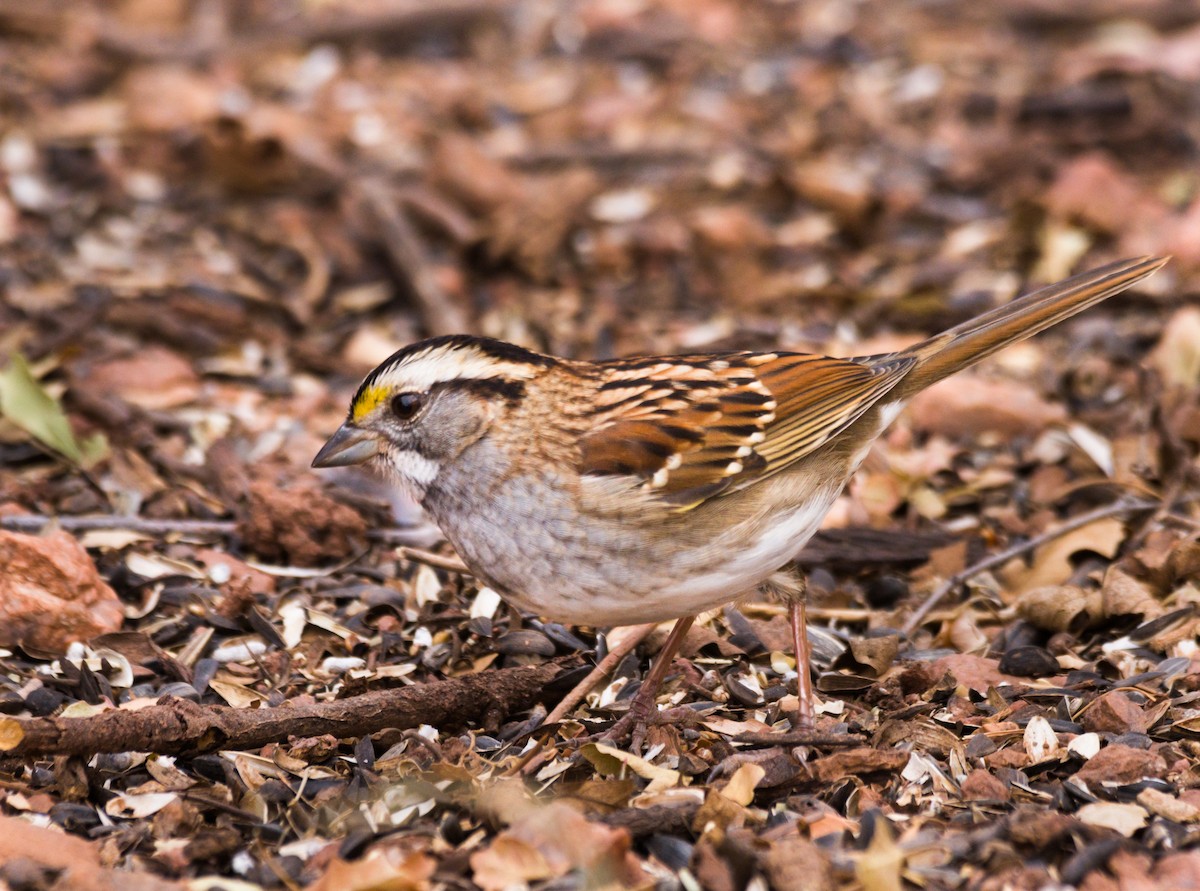 White-throated Sparrow - ML273606381