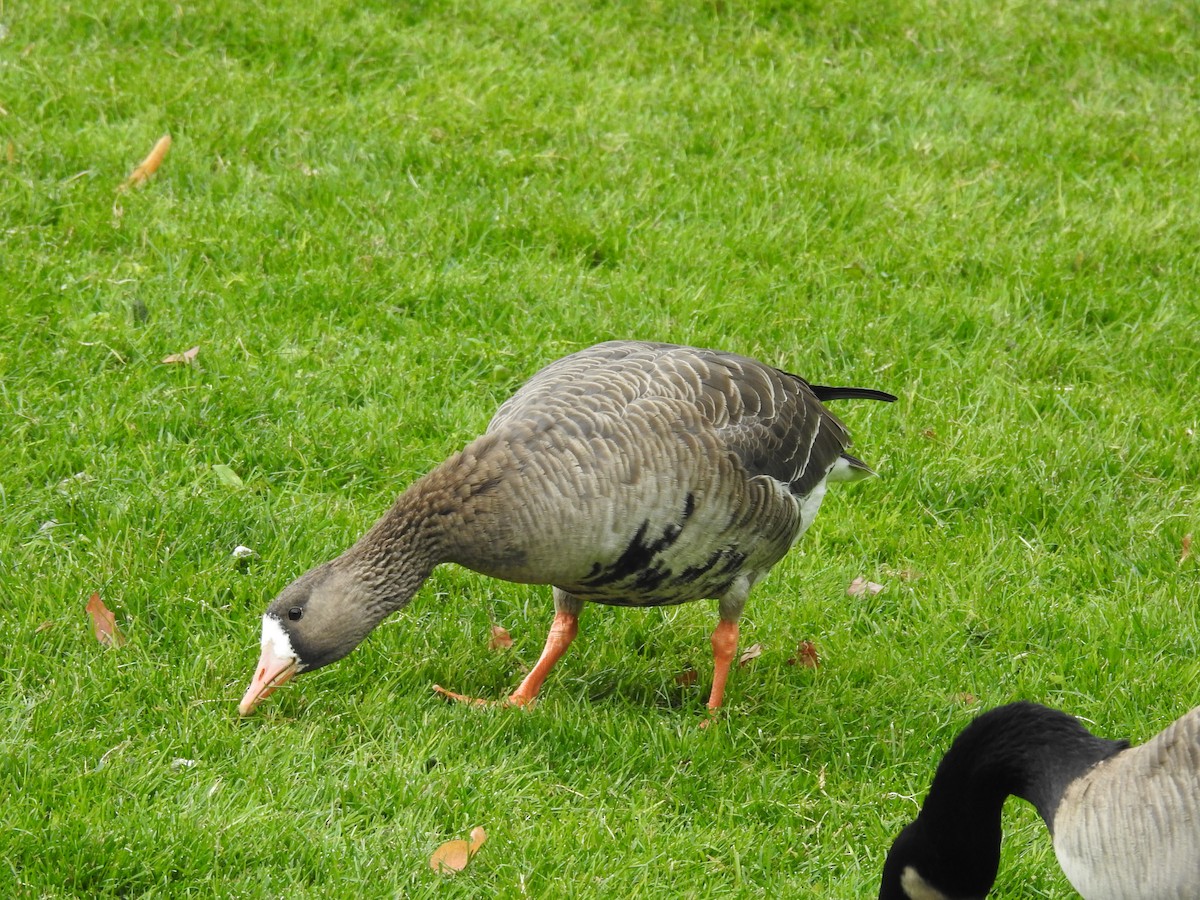 Greater White-fronted Goose - ML273606781