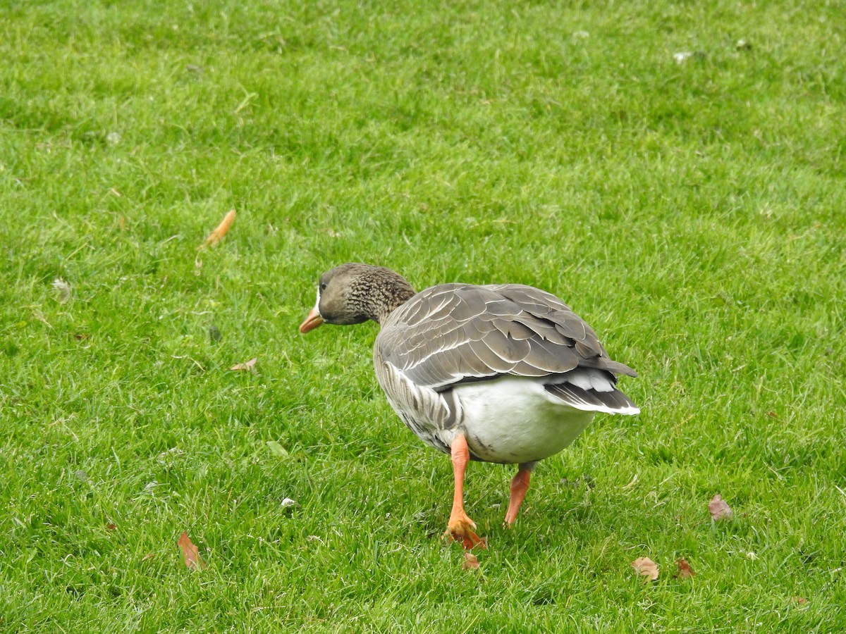 Greater White-fronted Goose - ML273606791