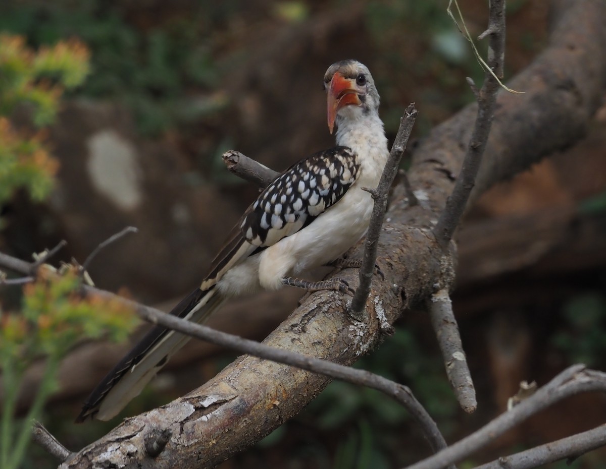 Northern Red-billed Hornbill - ML273607001