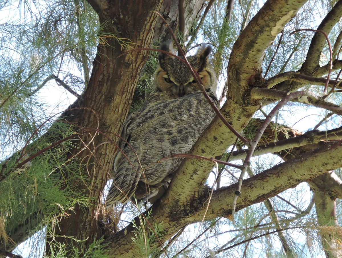 Great Horned Owl - Dan Kadra