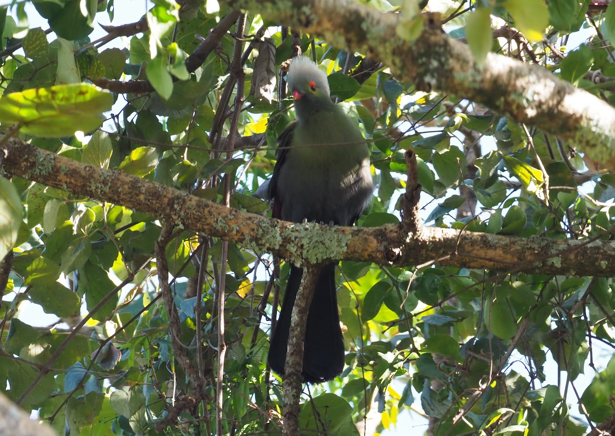 Prince Ruspoli's Turaco - ML273607311