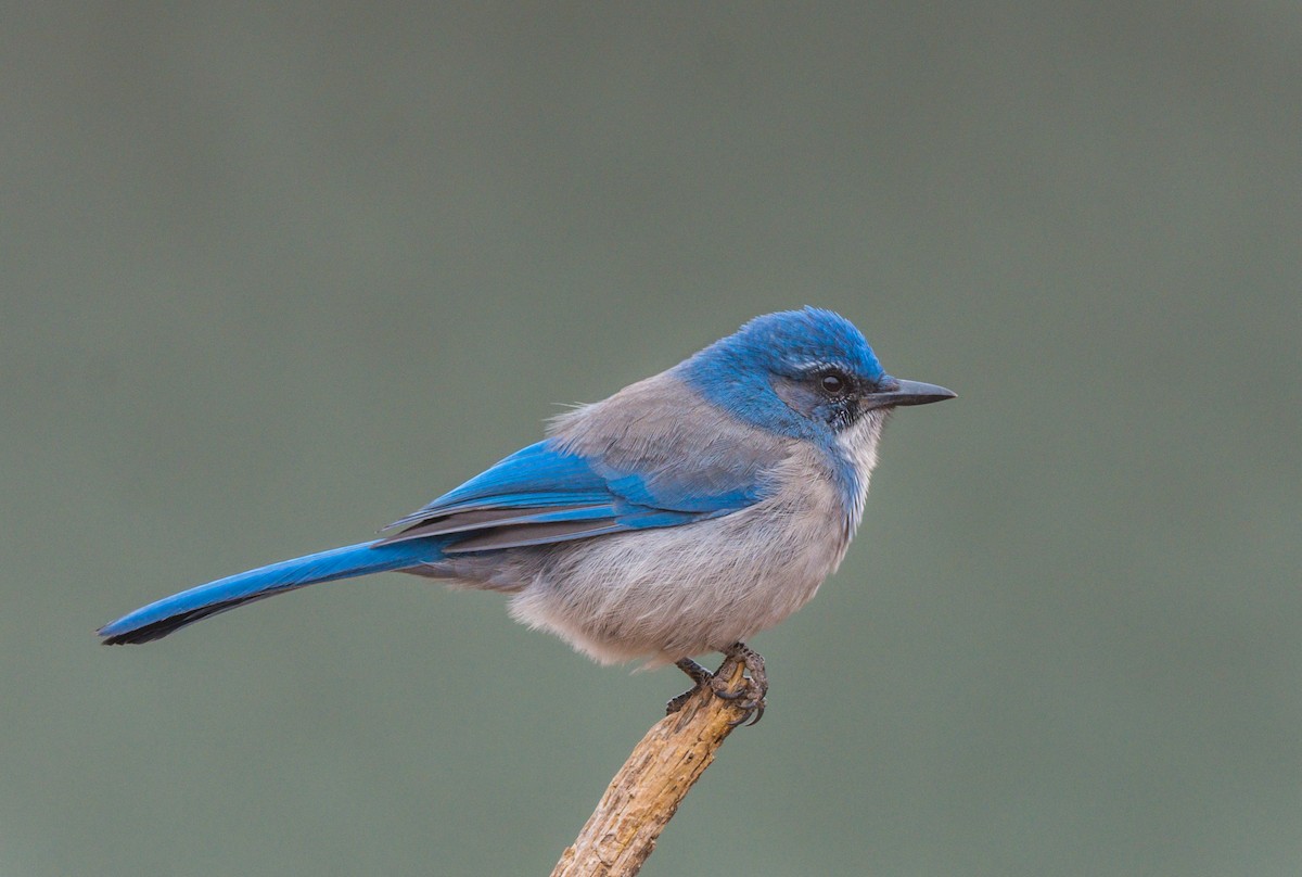 Woodhouse's Scrub-Jay - ML273607701