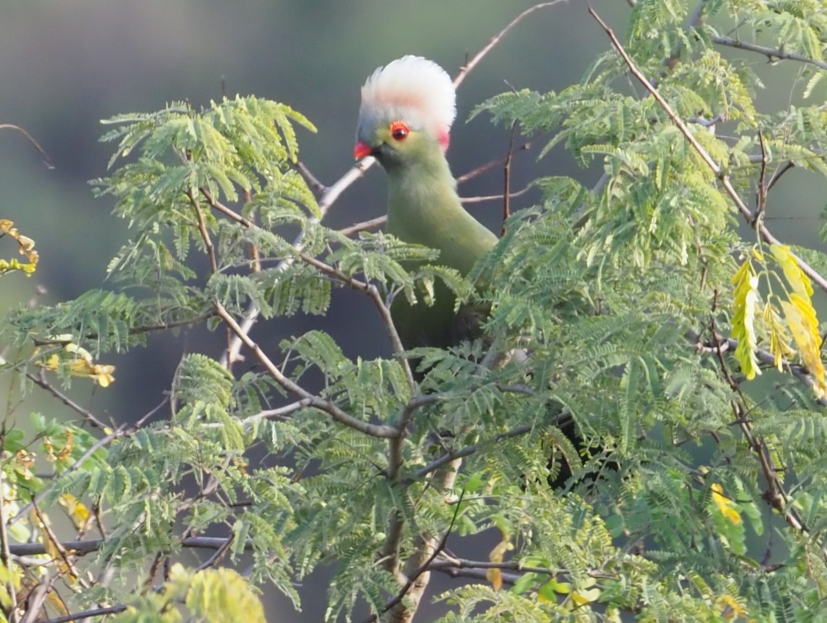 Turaco de Ruspoli - ML273607851