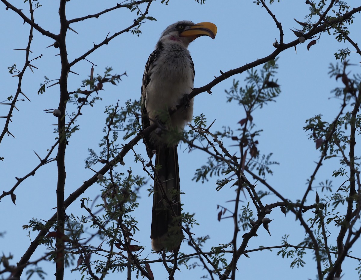 Eastern Yellow-billed Hornbill - ML273608791