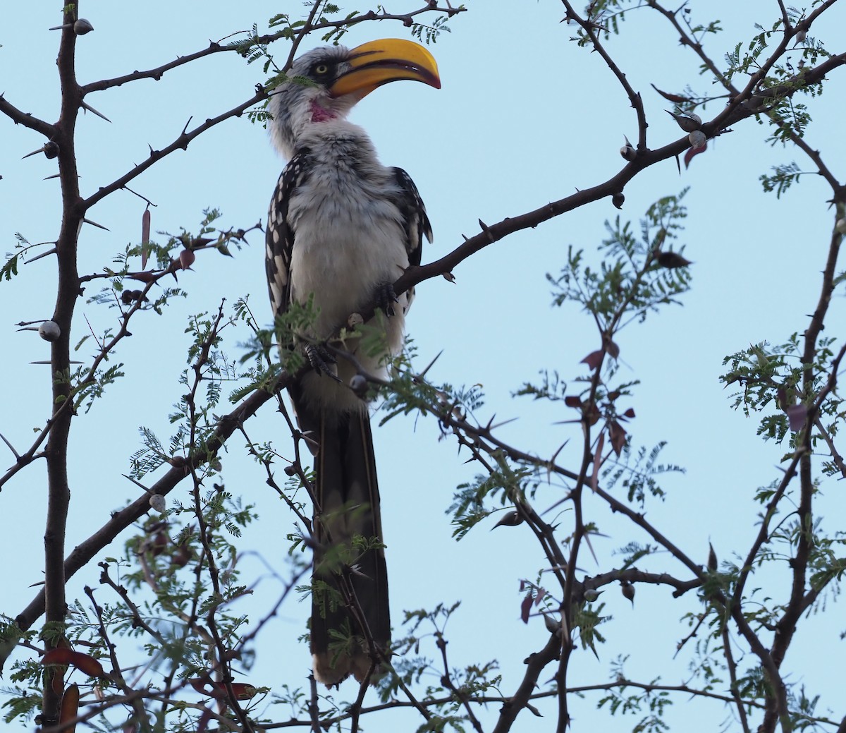 Eastern Yellow-billed Hornbill - ML273608821