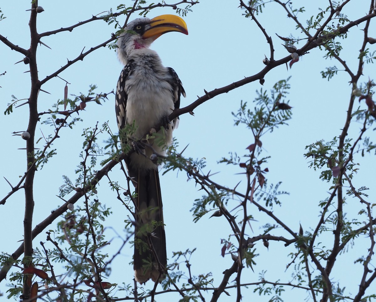 Eastern Yellow-billed Hornbill - ML273608861