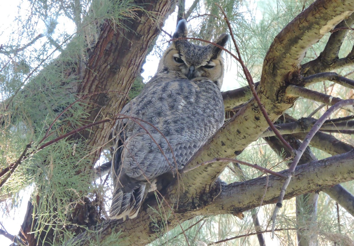 Great Horned Owl - ML273609451
