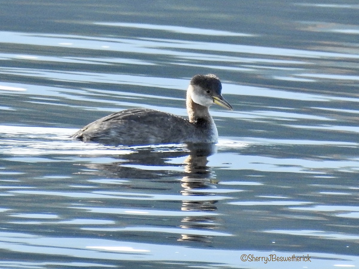 Red-necked Grebe - Sherry Beswetherick
