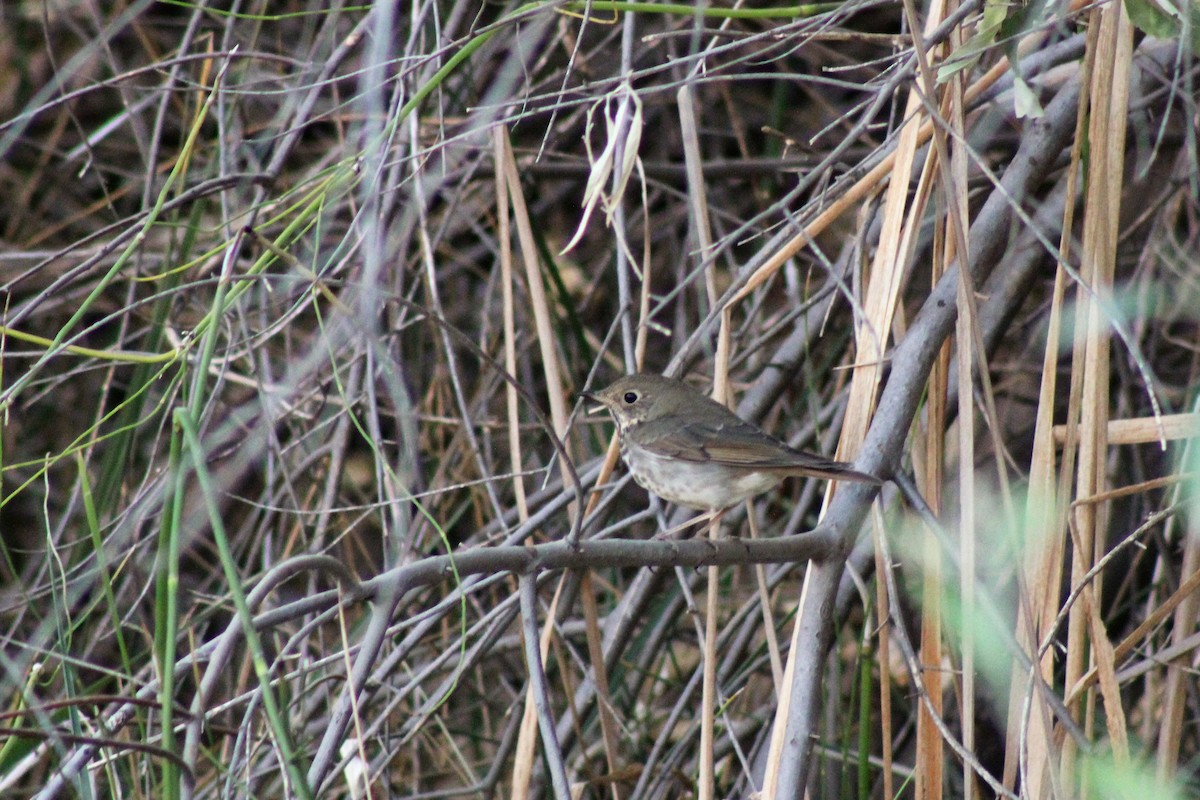 Hermit Thrush - ML273609511