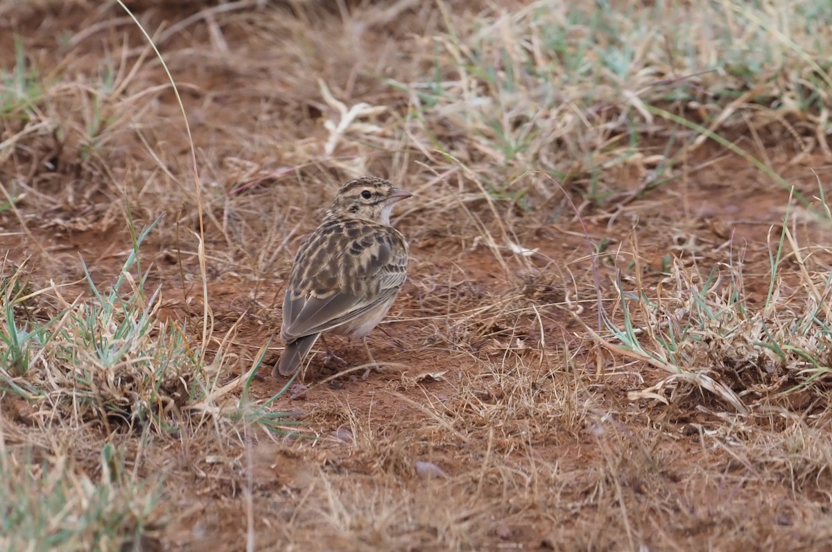 Somali Short-toed Lark - ML273609541