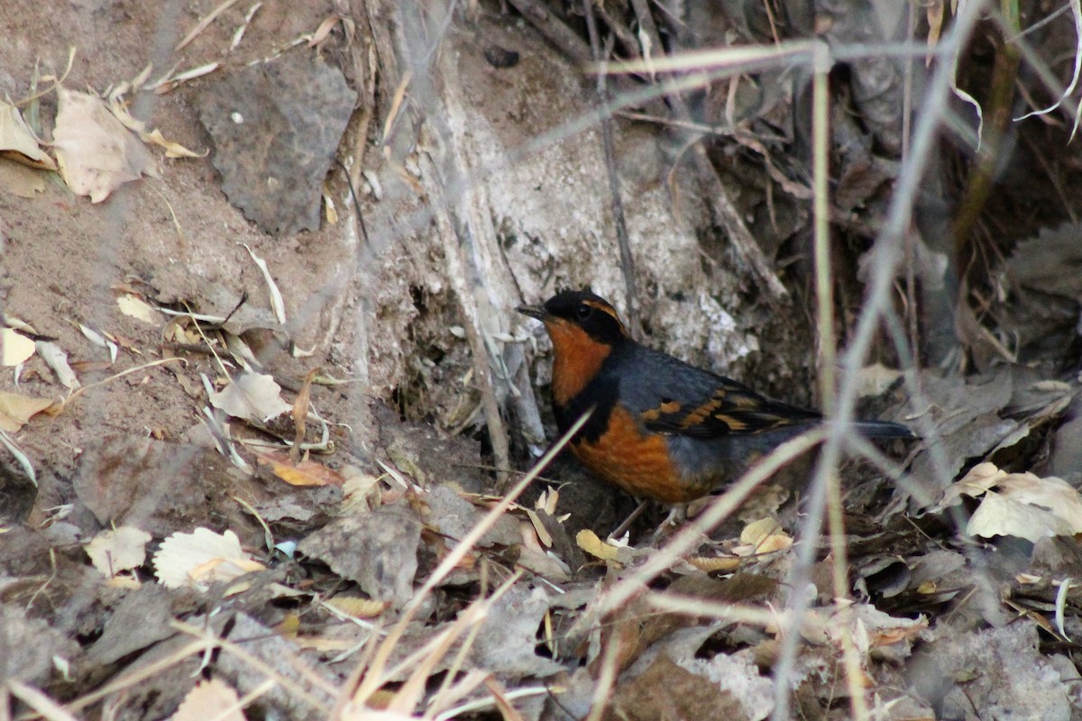 Varied Thrush - David Lerwill