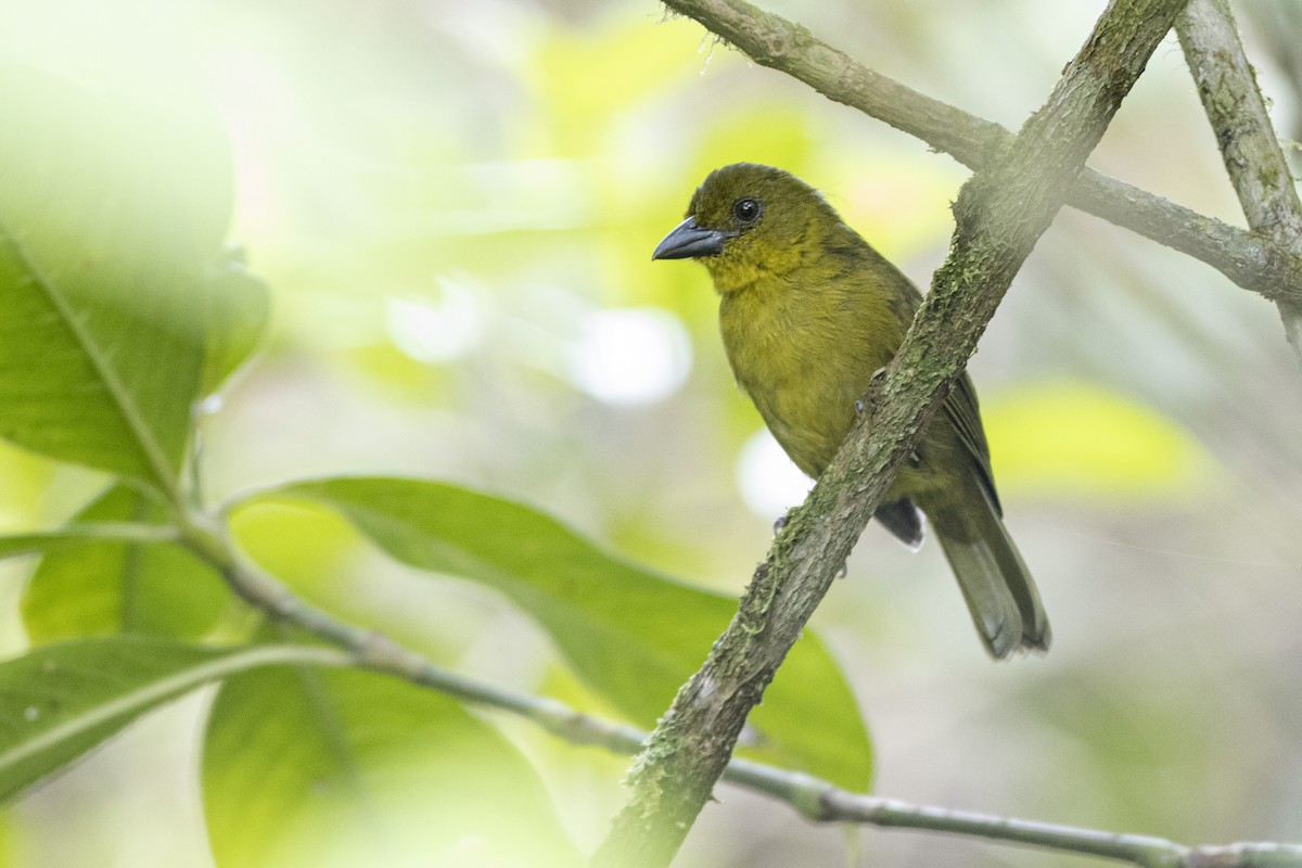 Carmiol's Tanager - Guillermo  Saborío Vega