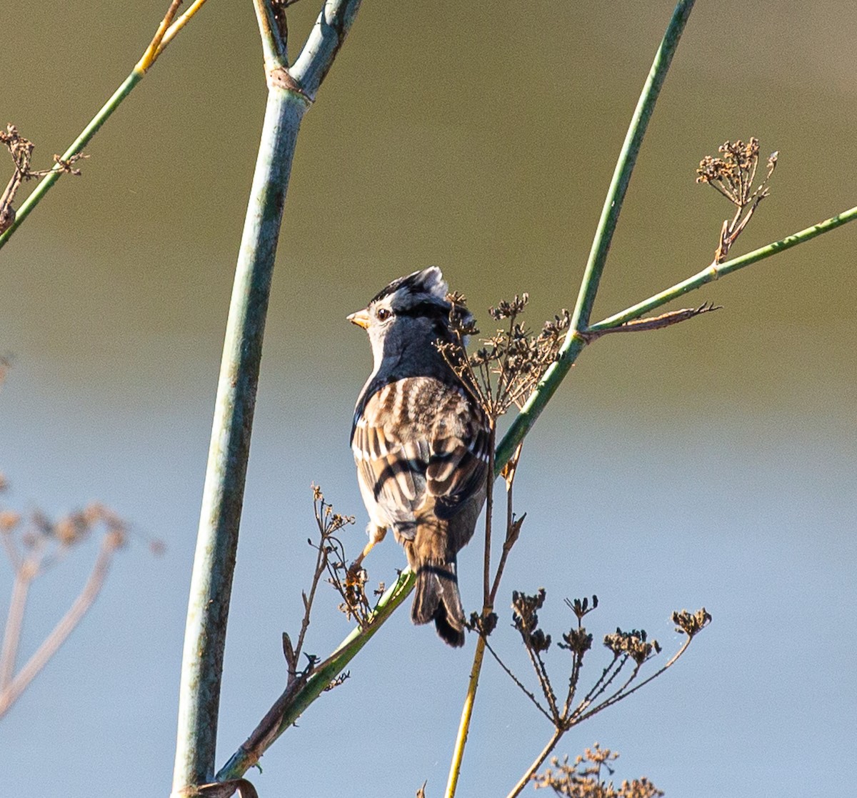 White-crowned Sparrow - ML273610451