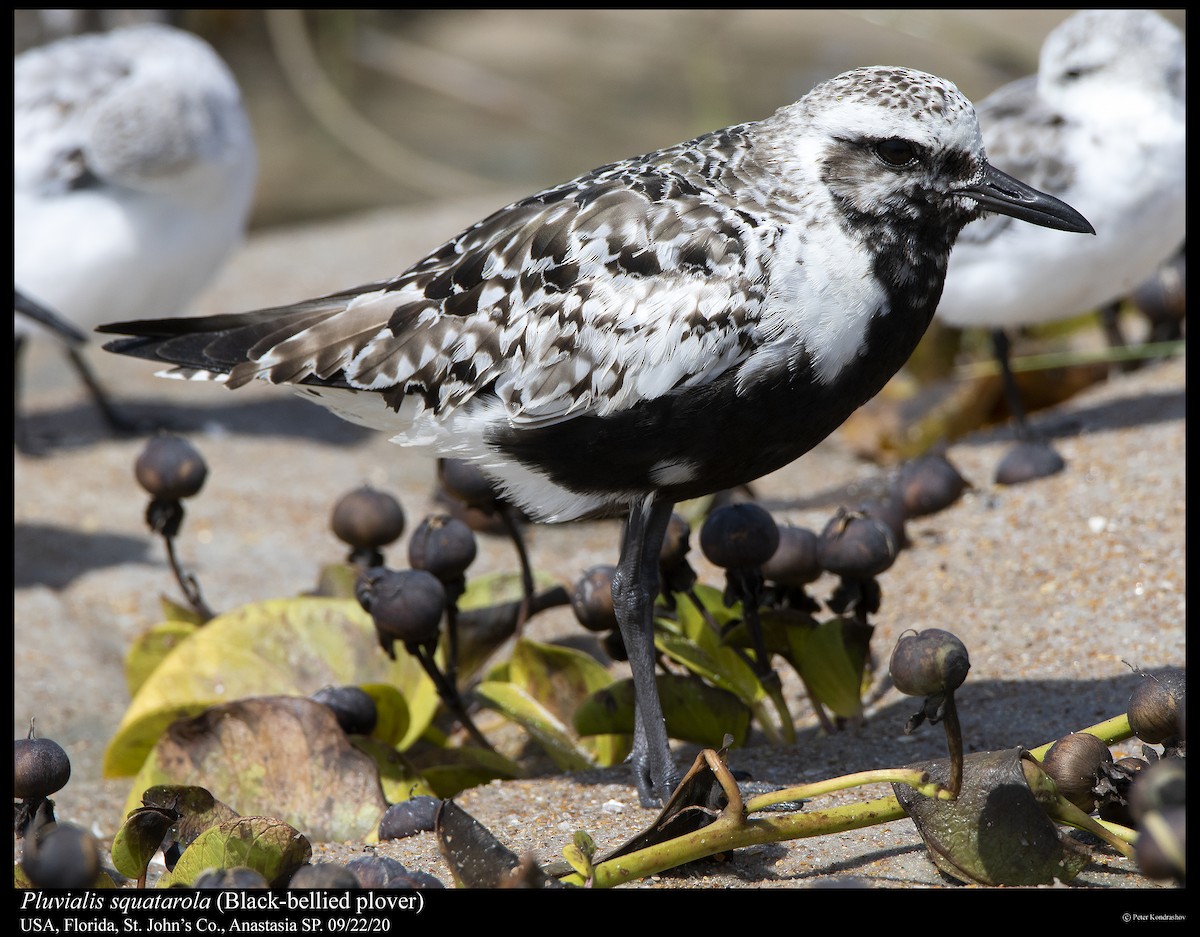 Black-bellied Plover - Peter Kondrashov