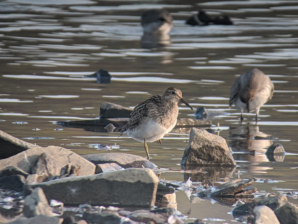 Pectoral Sandpiper - ML273611861