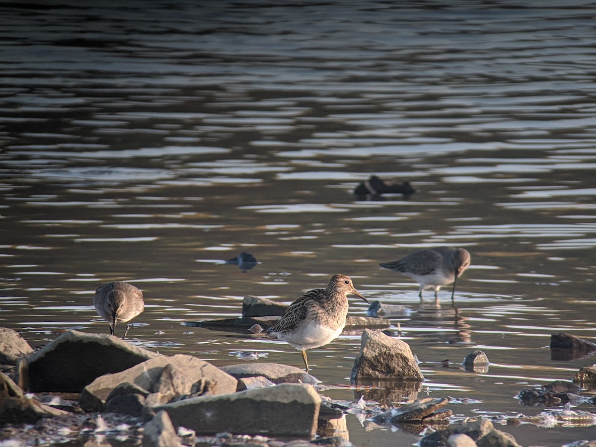 Pectoral Sandpiper - ML273611911