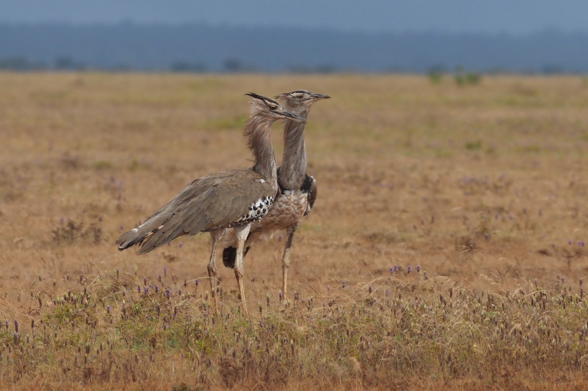 Kori Bustard - ML273611921