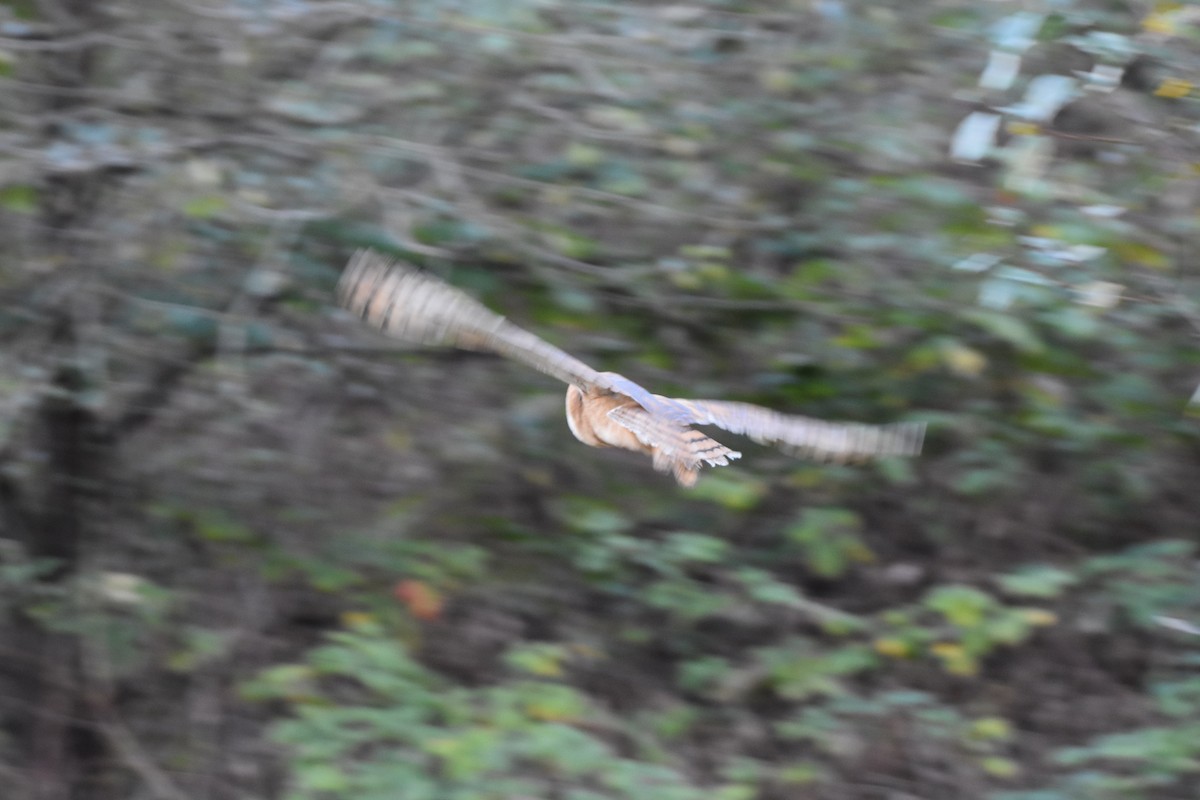 American Barn Owl - ML273612151