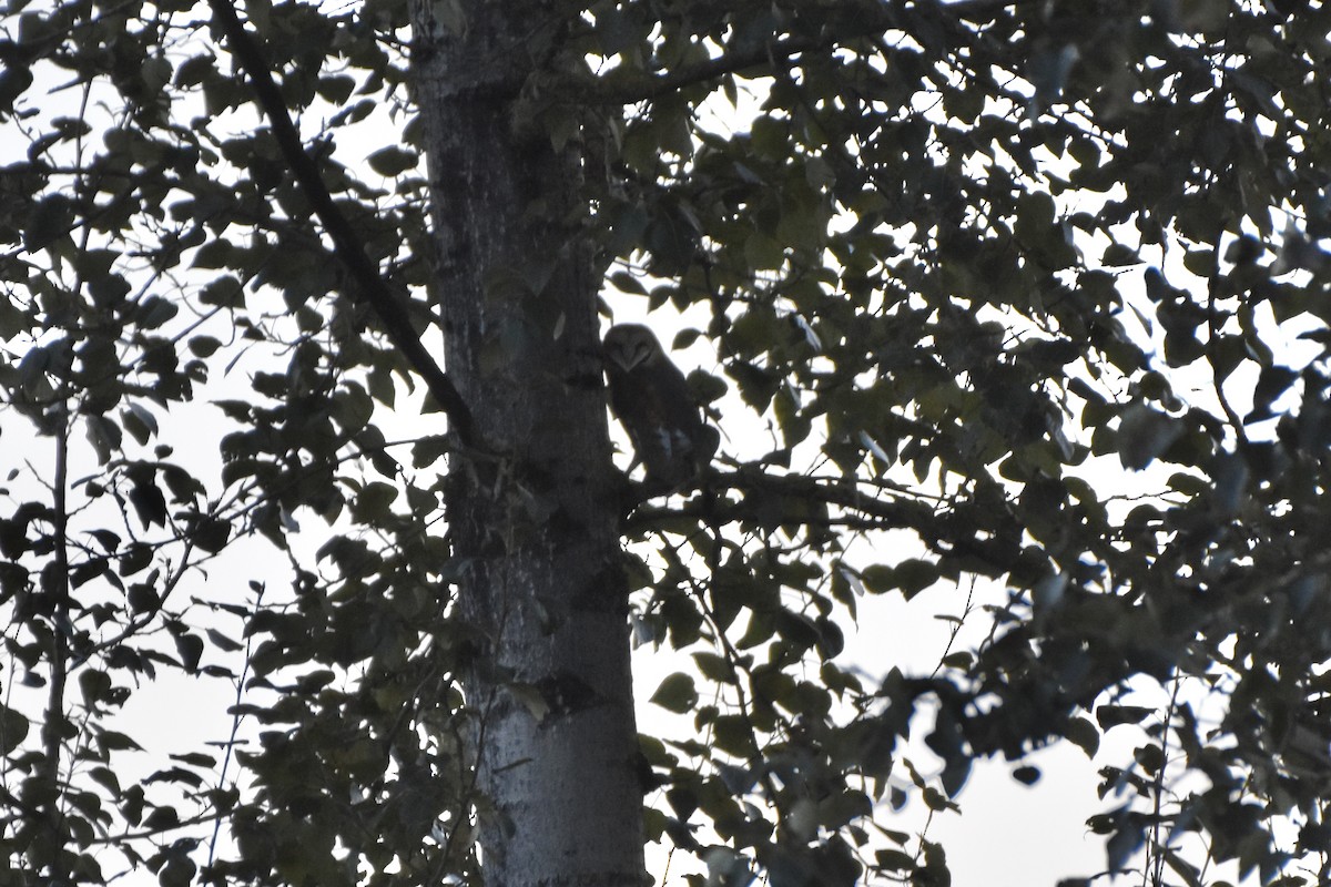 American Barn Owl - ML273612161