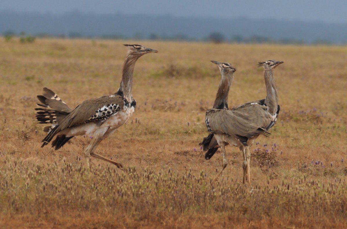 Kori Bustard - ML273612181