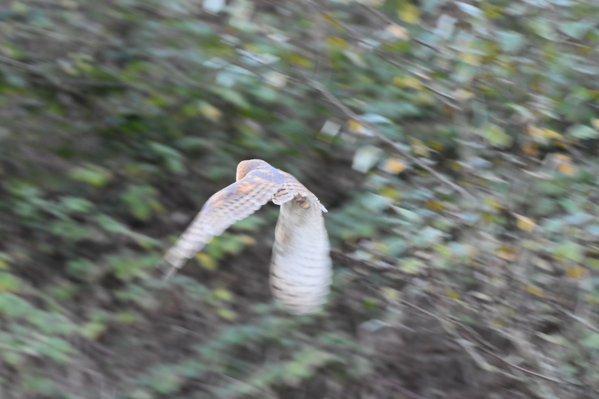 American Barn Owl - ML273612191