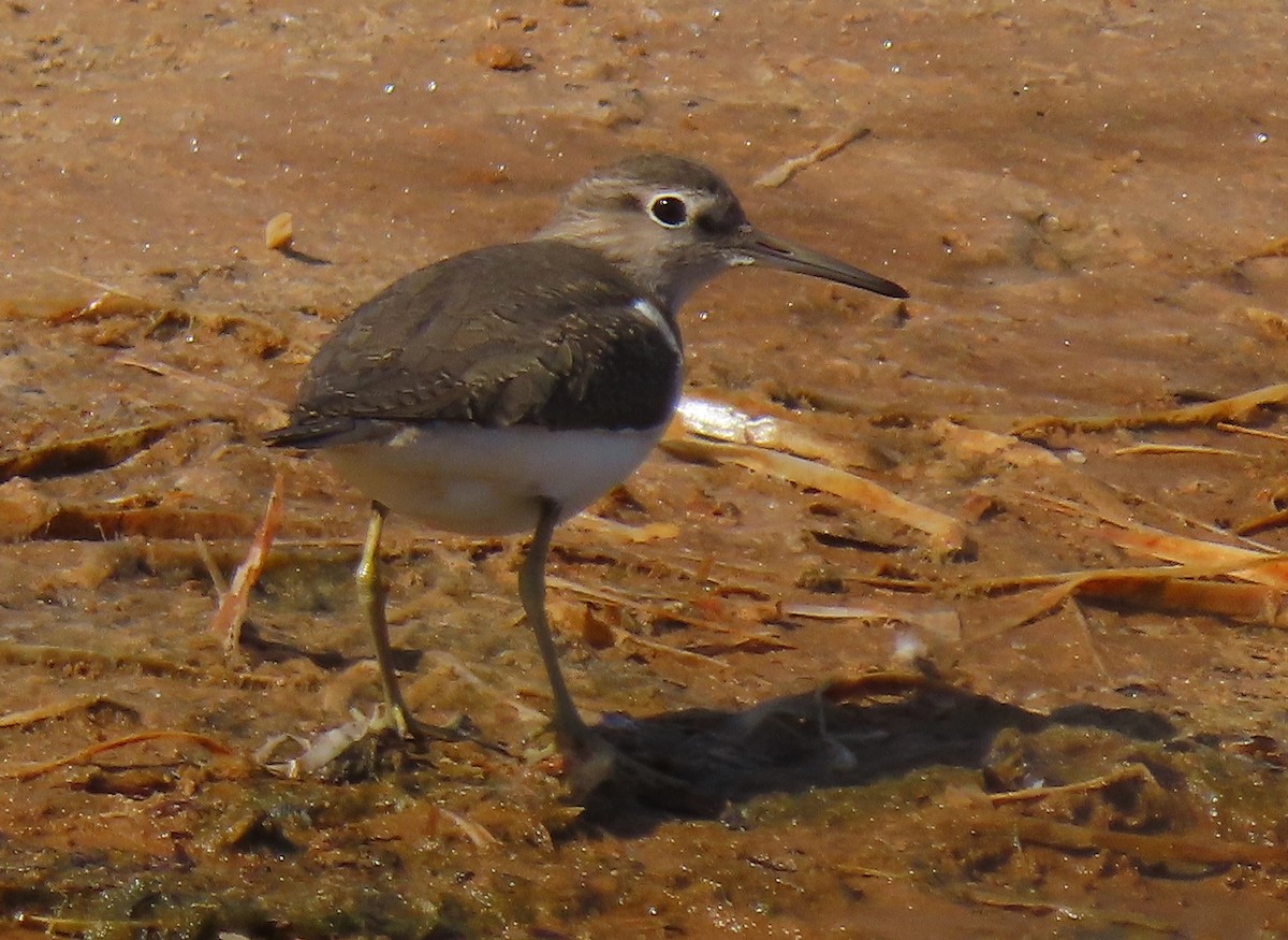 Common Sandpiper - Peter Taylor (ex Birding SW)