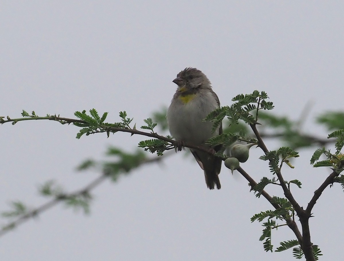 Salvadori's Serin - Stephan Lorenz