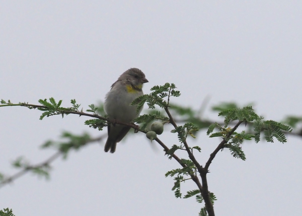 Salvadori's Serin - Stephan Lorenz