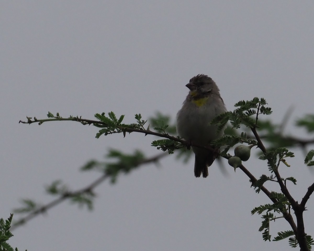 Salvadori's Serin - ML273614551