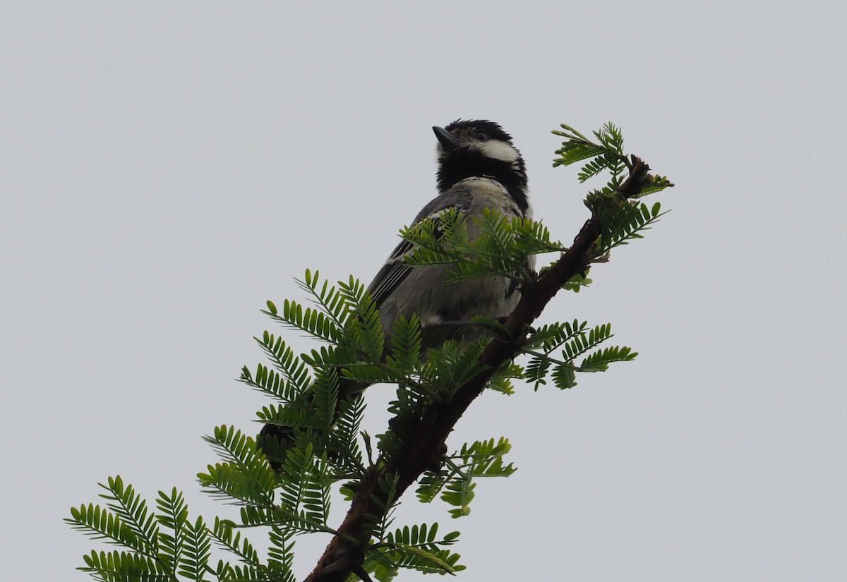 Somali Tit - ML273615151