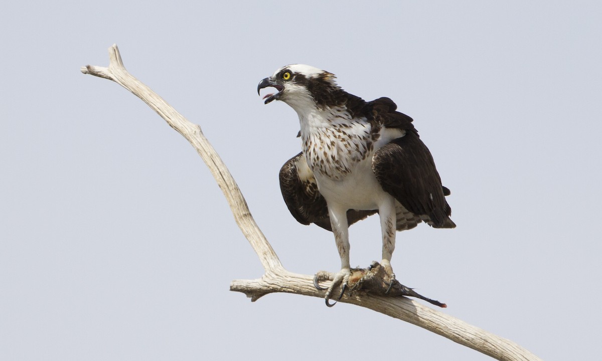 Osprey - ML27361521