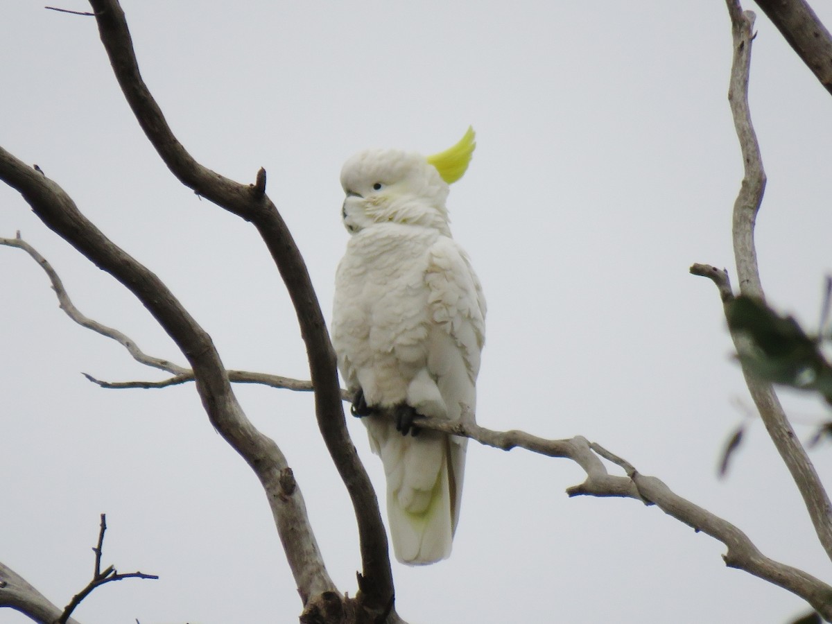 Sulphur-crested Cockatoo - ML273615781